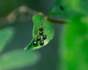 Insects lay eggs on the leaves  by macro shot