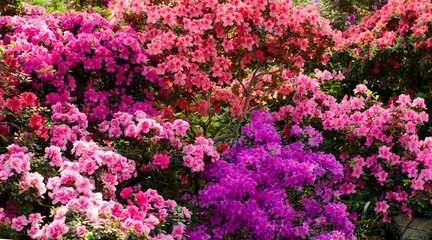 Fotobehang Azalea Beautiful vibrant azalea flower tree blooming in the botanical garden, in Kyiv. Bright flowers Close up.  © Hanna Aibetova