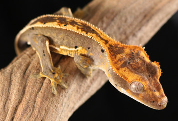 Baby Crested Gecko