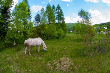 Obraz na płótnie Canvas white horses in the mountains in summer