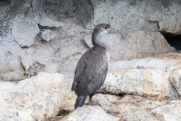 Spotted Shag in New Zealand