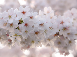 満開の桜
