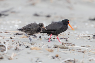 Variable Oystercatcher in New Zealand
