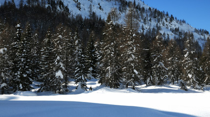 Enchanting winter scene with fir and larch forest at Passo San Pellegrino in the Italian Dolomites. Val di Fiemme. Italy.