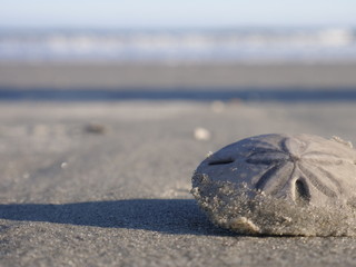 Sand Dollar on the beach 3