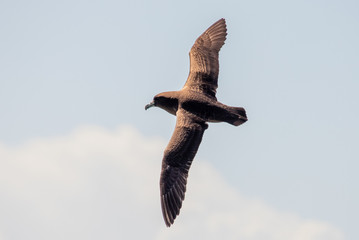 White-chinned Petrel