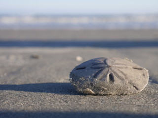 Sand dollar on the beach