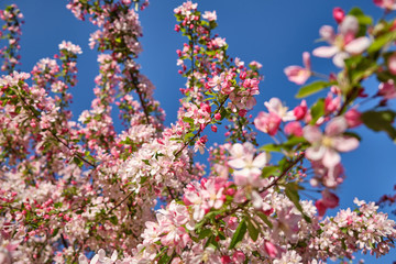 Obraz na płótnie Canvas Beautiful bright cherry blossom tree in the evening in a garden in Nuremberg, Germany, April 2019