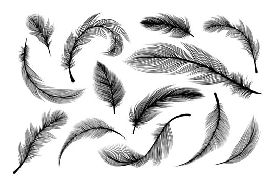 Feathers, vector black silhouettes with fluffy plumage texture. Feather quills flying and falling, abstract bird plume black on white background, isolated design elements with laser cut effect