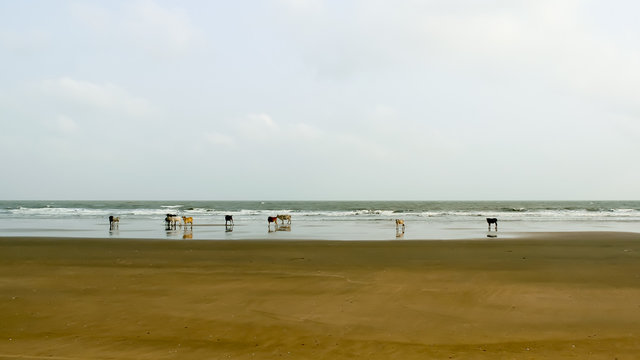 Holy Cows grazing in groups spending days sunning themselves in warm sand on Goa Sea Beach. Indian Ocean in background. Domestic animals in the wild nature theme. Travel Tourism. India South Asia Pac
