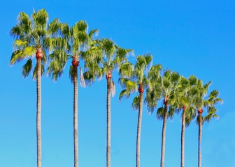 Row of Palm Trees from Underneath against a clear blue sky
