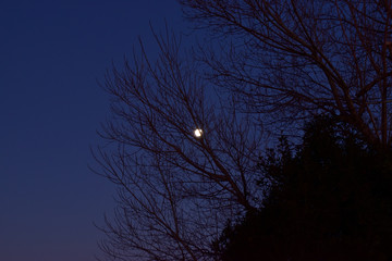 moon and tree
