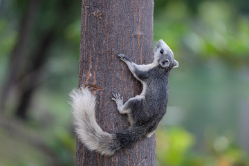 Squirrel in the park of Thailand