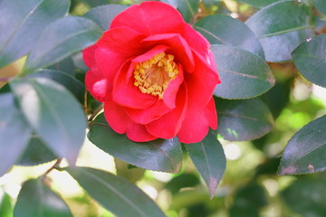 山茶花の花が咲く