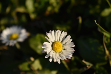 daisy in the grass