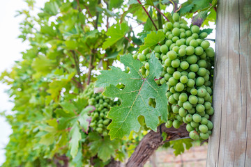 A view of a vineyard; close up bunch of grapes in grape trees.