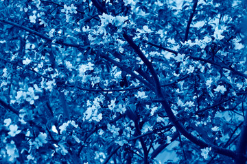 Spring blossoming apple tree toned in trendy Classic Blue color of the Year 2020
