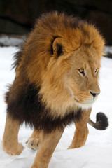 Berberlöwe, Atlaslöwe oder Nubische Löwe (Panthera leo leo)  Portrait