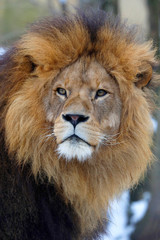 Fototapeta premium Berberlöwe, Atlaslöwe oder Nubische Löwe (Panthera leo leo) Portrait