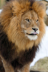 Fototapeta na wymiar Berberlöwe, Atlaslöwe oder Nubische Löwe (Panthera leo leo) Portrait