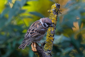 Feldsperling oder Feldspatz (Passer montanus) Singvogel