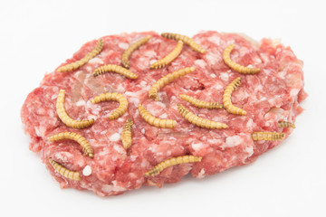 Beef burger and worms on white background