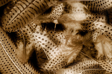 the background from feathers - macro photo