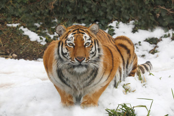 Sibirischer Tiger (Panthera tigris tigris) auch Amurtiger oder Ussuritiger im Schnee