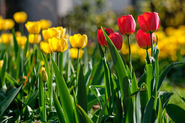 A beautiful springtime front yard of a house in Nuremberg, Germany, with plenty of yellow and red tulips in backlit on an afternoon of a sunny day in April 2019