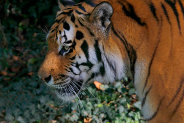 Sibirische Tiger (Panthera tigris altaica) Amurtiger oder Ussuritiger, Raubtier