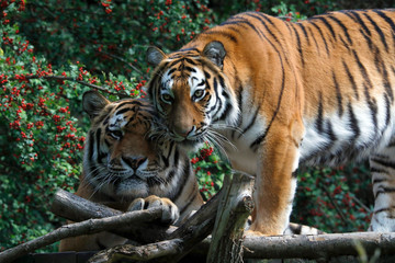 Sibirischer Tiger (Panthera tigris tigris) Paar nebeneinander