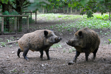 Wildschwein (Sus scrofa) zwei Eber streiten sich