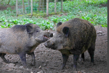 Wildschwein (Sus scrofa) zwei Eber streiten sich