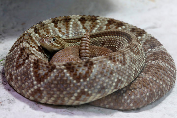 Uracoan-Klapperschlange (Crotalus durissus vegrandis)