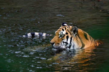 Fototapeta na wymiar Sibirische Tiger (Panthera tigris altaica) sitzt im Wasser