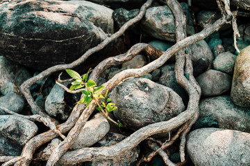 Small green sprout of tree grows from roots. Nature sunny background of beautiful roots of deciduous tree on stony shore. Tree grows on pile of stones. Vitality plants. Snags on boulders in sunlight.
