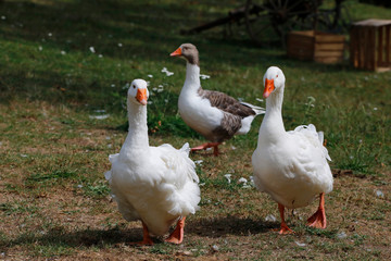 Hausgänse auf Bauernhof, Nutztier, 