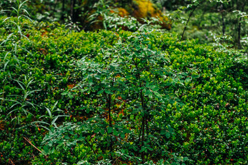 Beautiful wild flora in dark forest. Green leaves of small tree with droplets. Atmospheric taiga background of fresh greenery with drops close-up. Scenic woodland vivid backdrop with wet green foliage