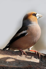 Kernbeißer (Coccothraustes coccothraustes) Singvogel