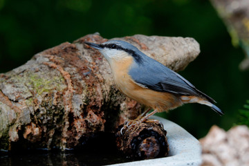 Kleiber (Sitta europaea) oder Spechtmeise, Singvogel