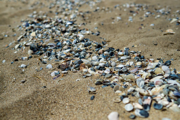 Sea shells on sand as background