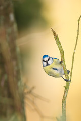 Blue tit on a branch with golden background