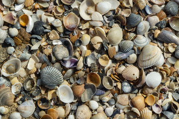 Sea shells on sand as background