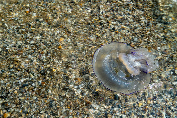 Dead blue jellyfish on the beach in shallow water. Jellyfish rhizomes of rhizotomy root, cast ashore.