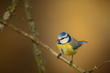 Blue tit on a branch with golden background