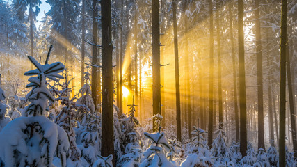 Obraz premium Winterwald mit Sonnenstrahlen