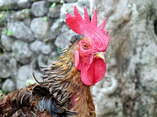 A Balinese rooster