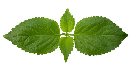 Fresh green leaves of Tree basil, Kawawya, Caraway, Shrubby basil ,Wild basil isolated on white background with clipping path.