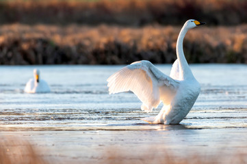 Whooper swan in natural habitat. Early morning on swamp erens.
