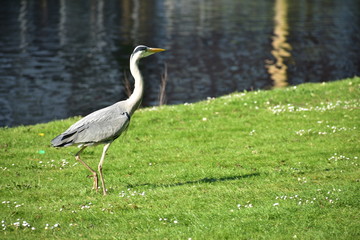 Mute Swan (Cygnus olor) looking up standing on grass in Amsterdam